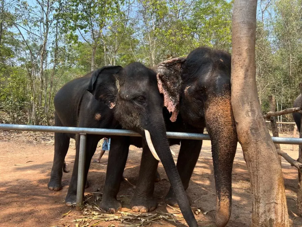 Los sabios gigantes de Pattaya.